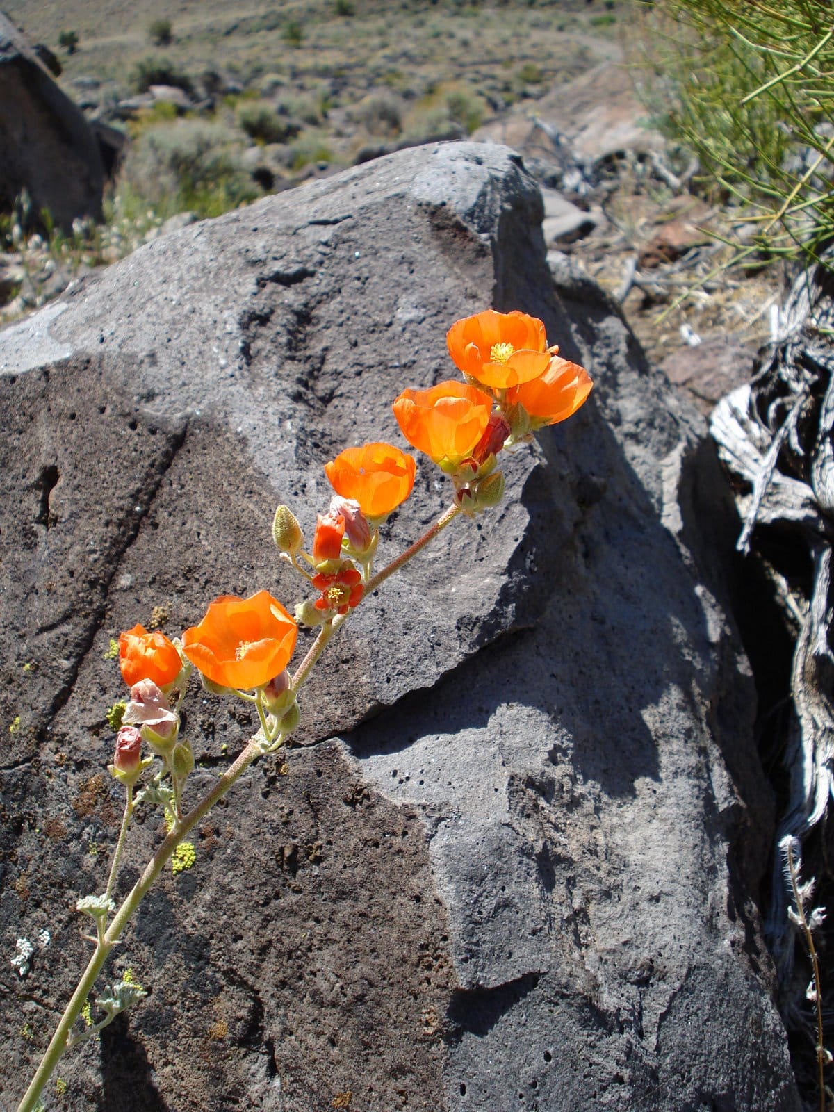 Wildflowers of the Nevada Desert