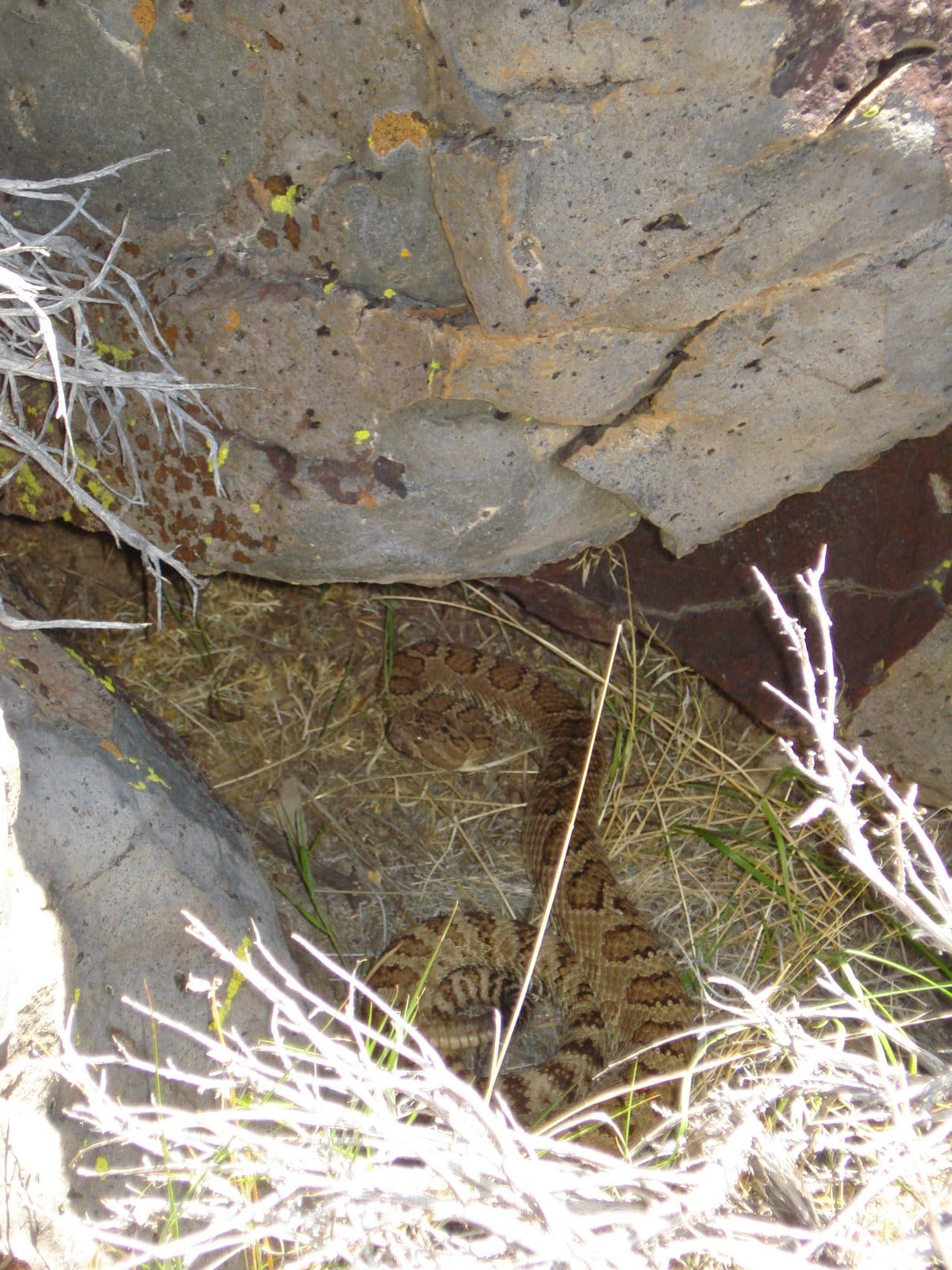 Riding with the Snakes of the Nevada Desert