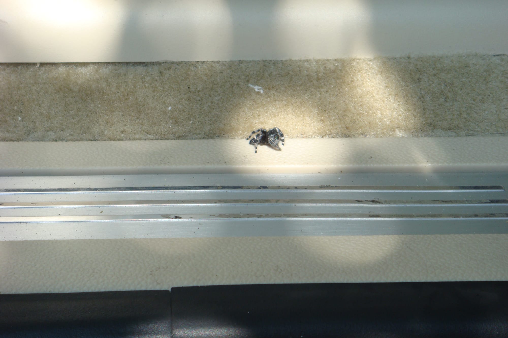 Rest in Peace, Fuzzy Spider