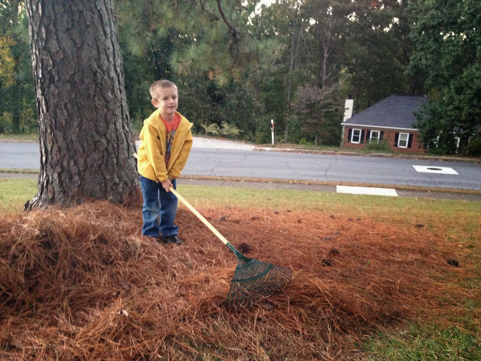 Lessons Learned: Pine Trees