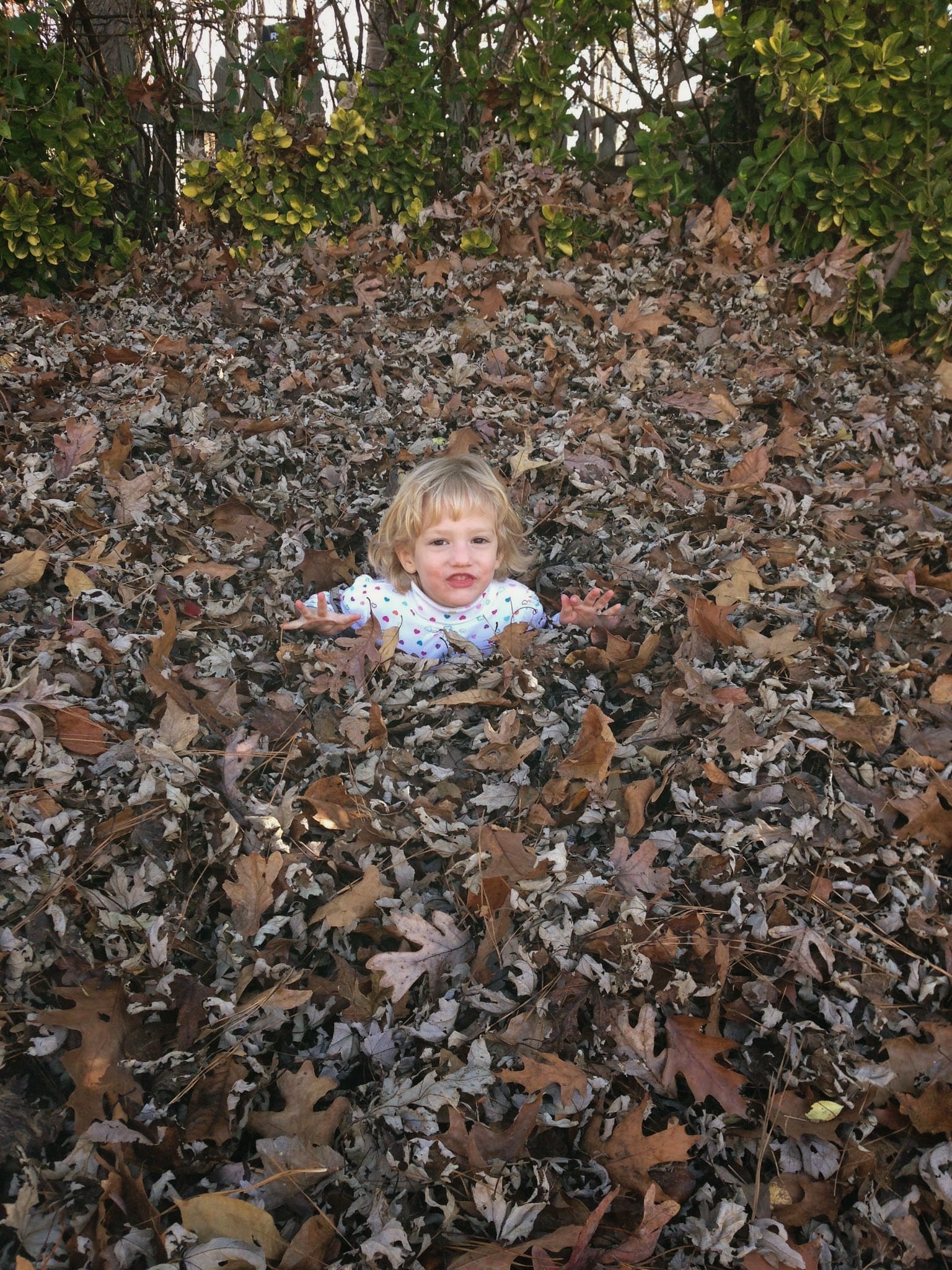 Lots of leaves and pine needles