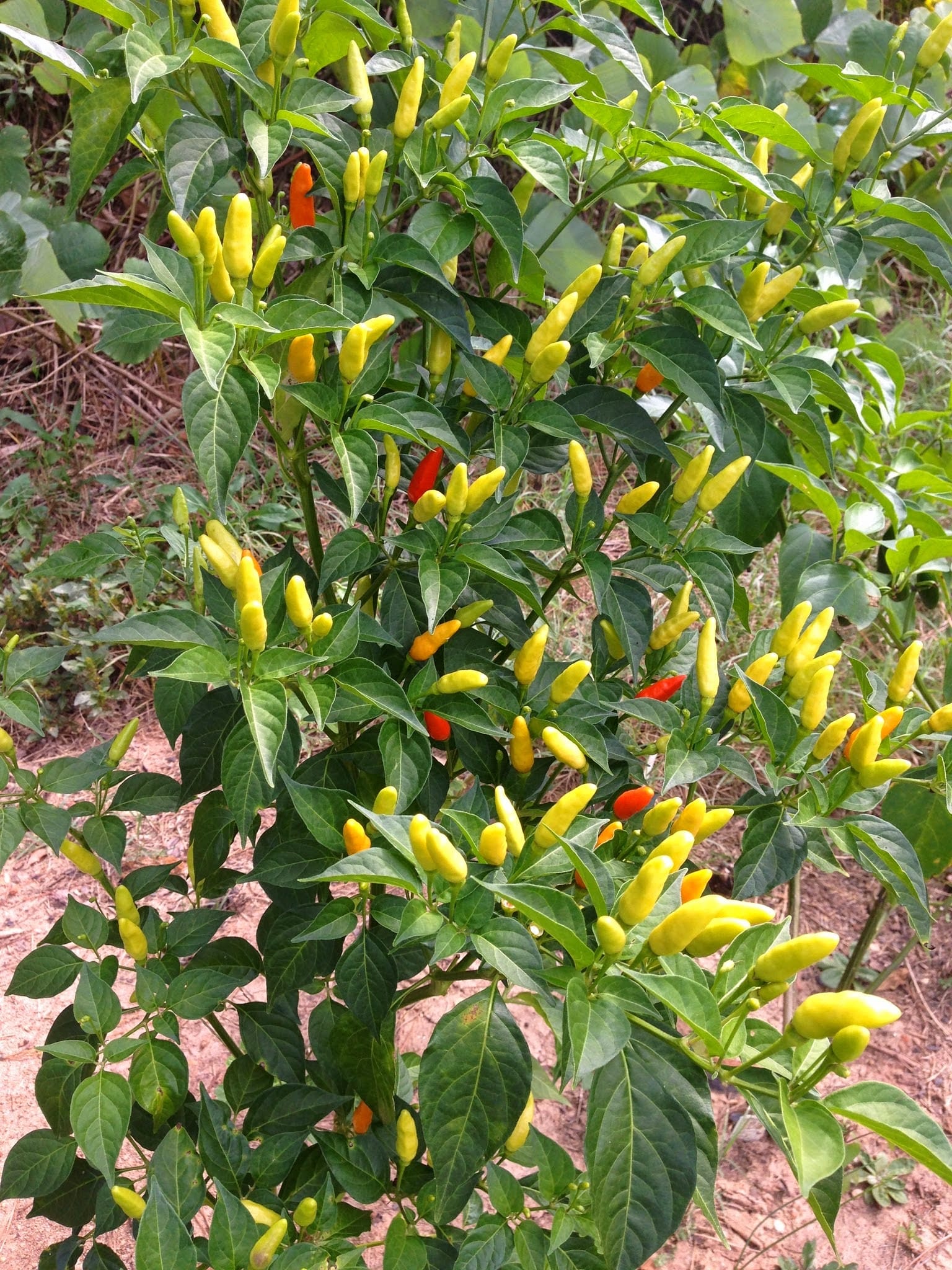 Growing Peppers