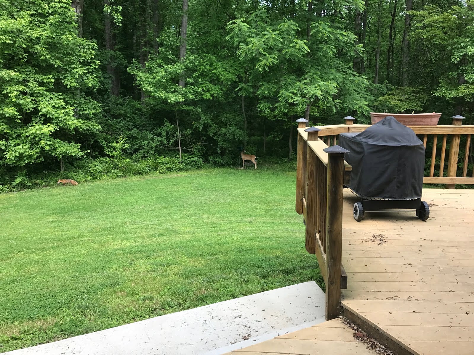 Wildlife in the Yard