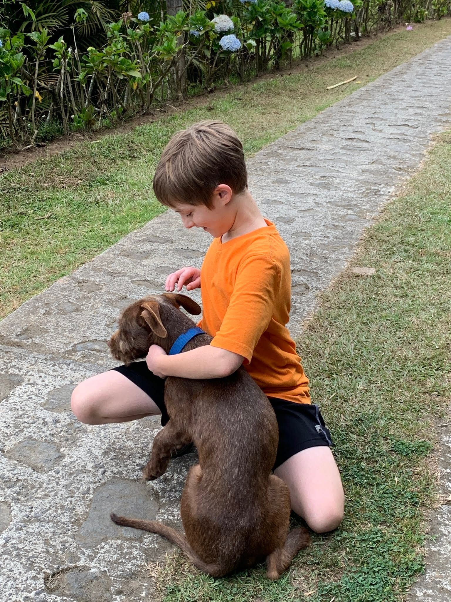 The Ultimate Dog Showdown