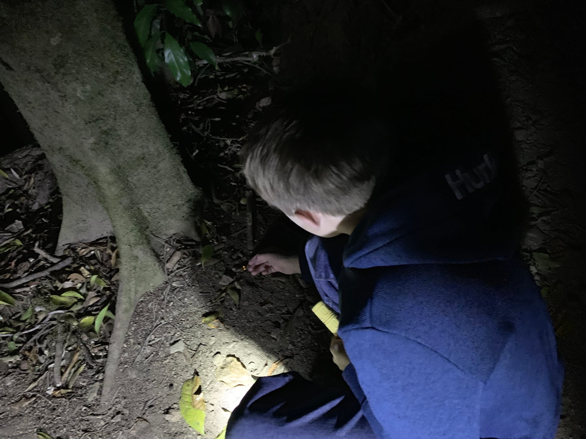 Monteverde Night Hike