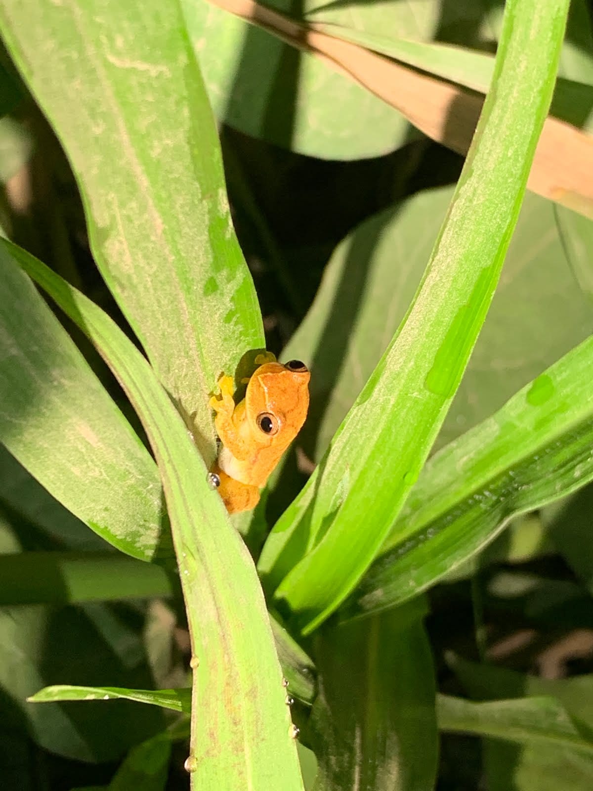 Night Walk in our Neighborhood with Phil and Savannah
