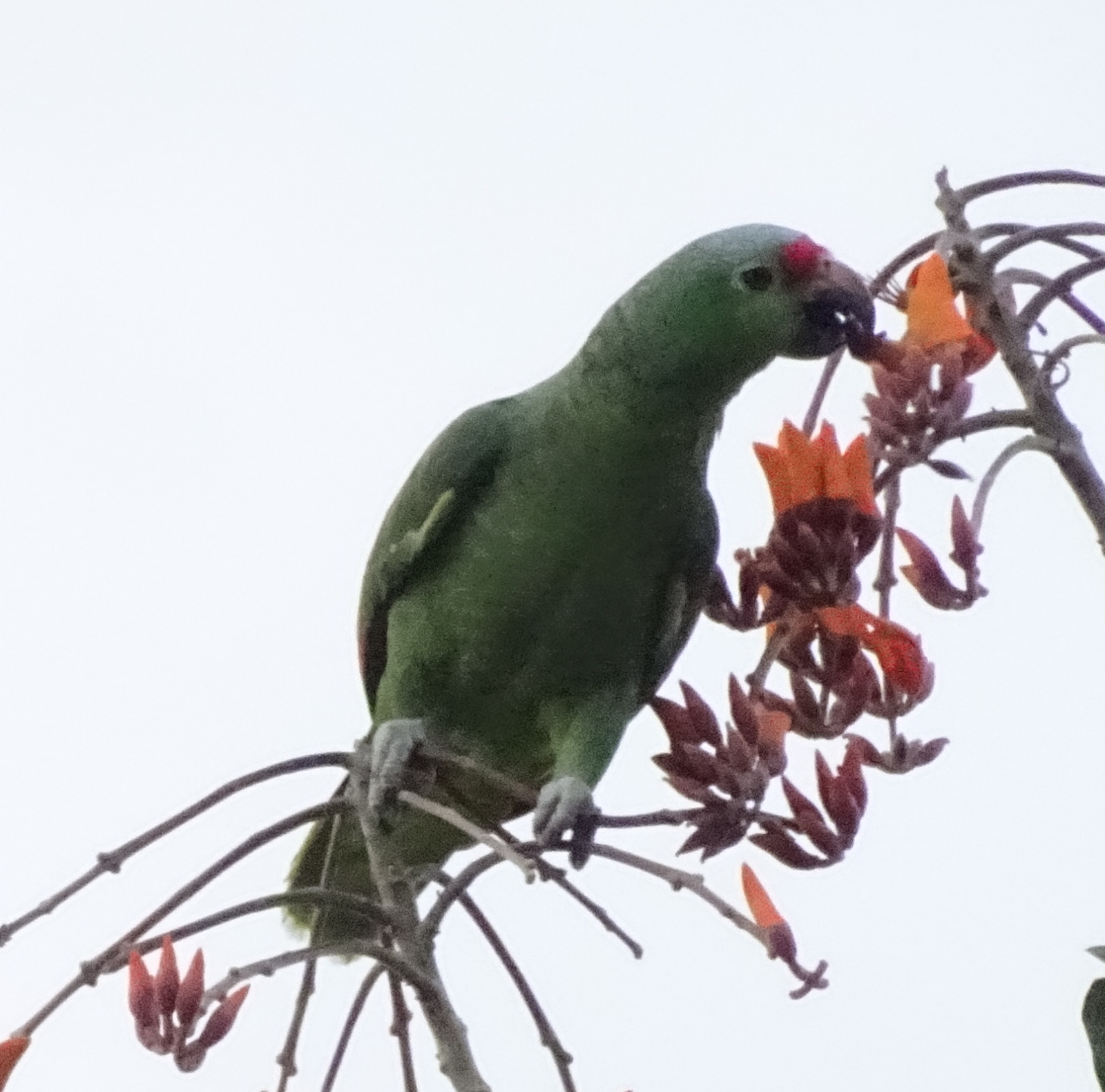 Red Lored Amazon Parrots by our House