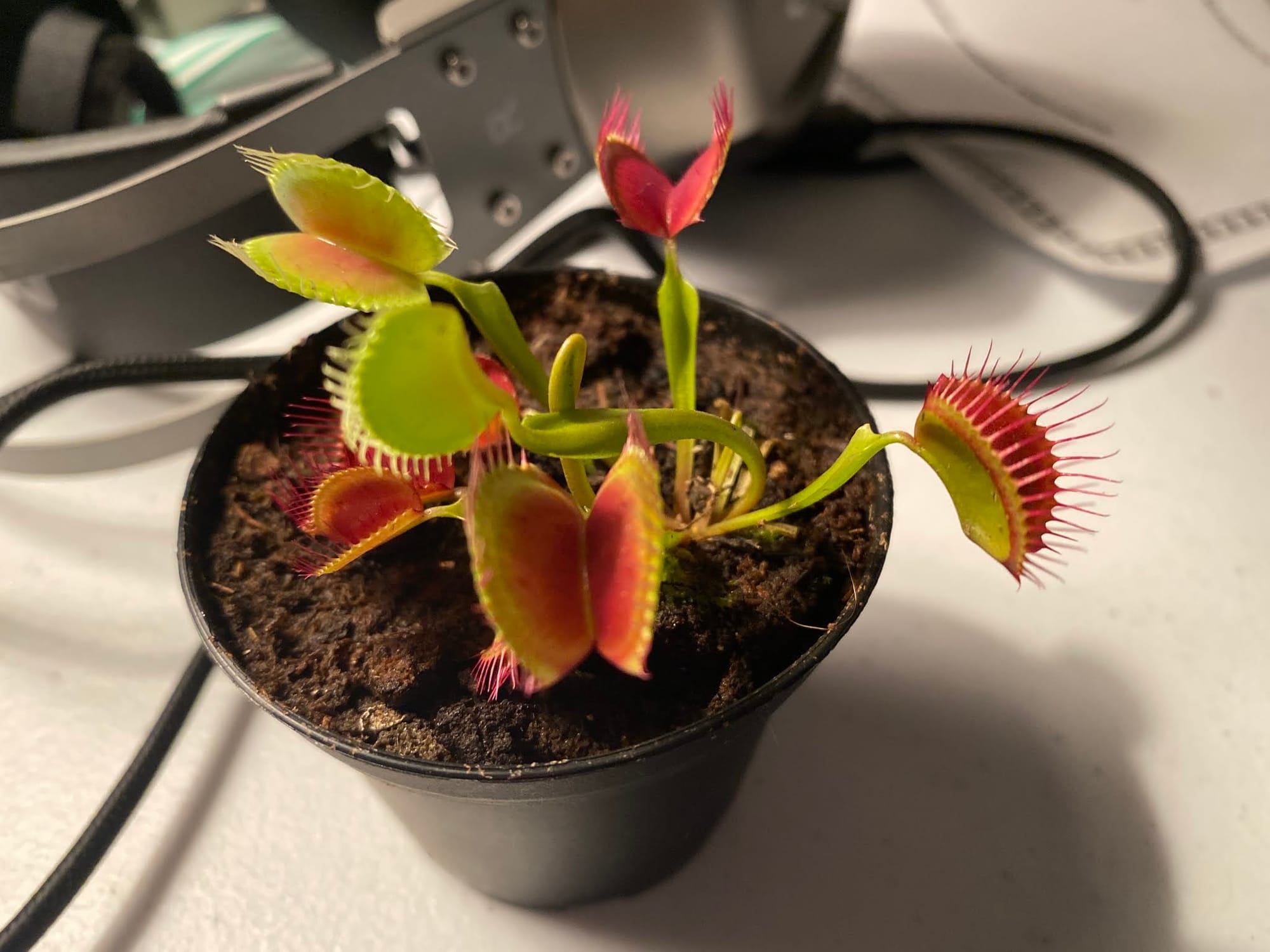 Tucker gets a flytrap