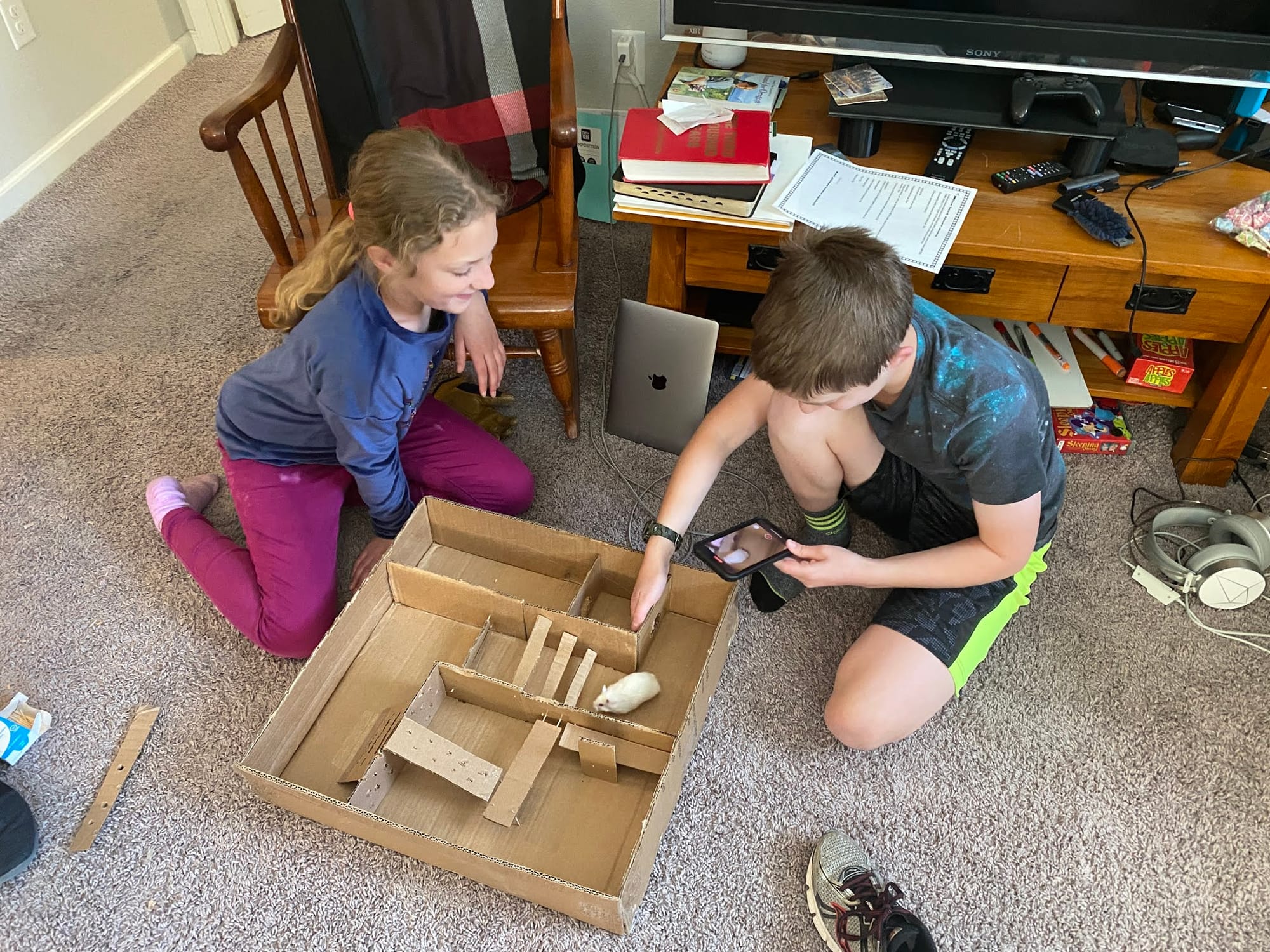 Building a hamster maze