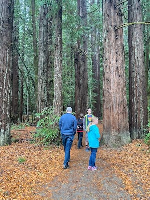 Day trip on the Northern California Coast - Hendy Woods