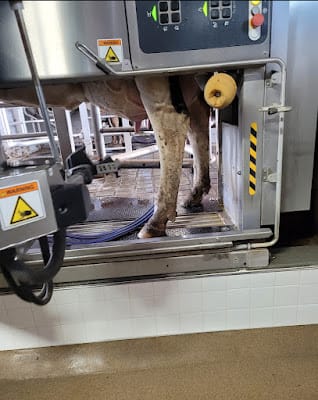 Robotic Milking Machine