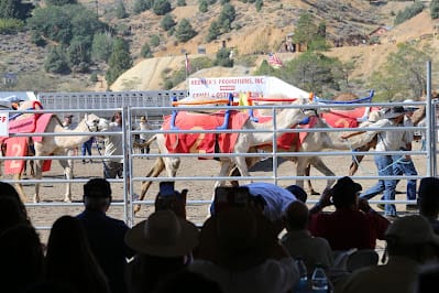 Camel Races in Virginia City