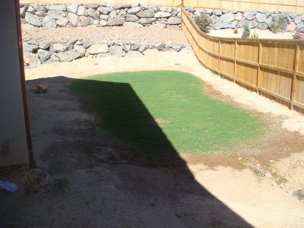 Backyard Lawn Growing -- Week 2