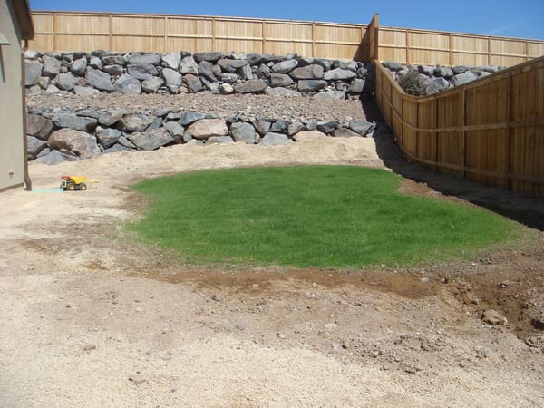 Backyard Lawn Growing -- Week 3