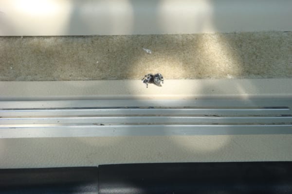 Rest in Peace, Fuzzy Spider