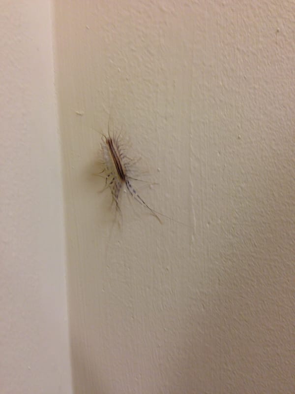 What kind of bug is this?