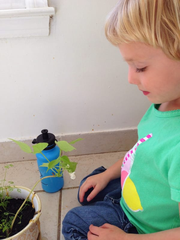 Whaddya know, bean plants are flowering plants