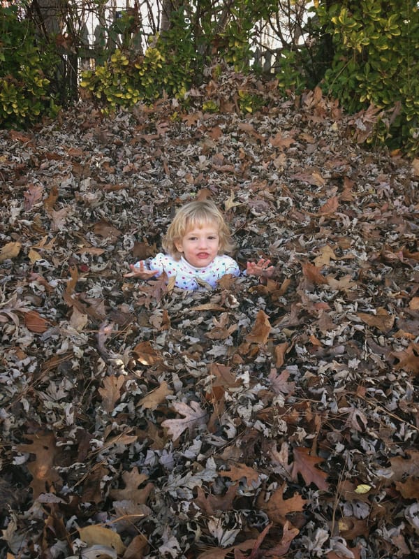 Lots of leaves and pine needles