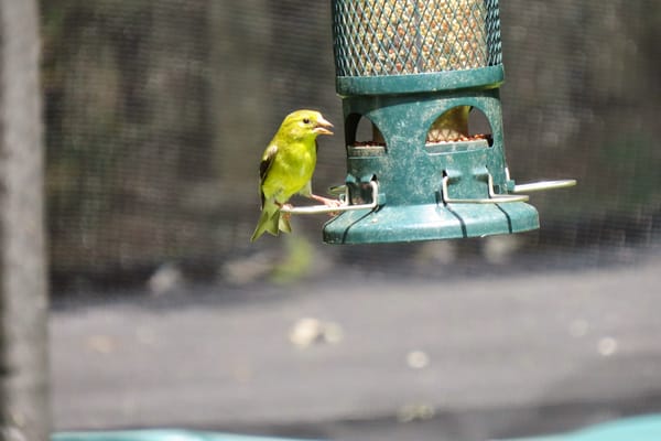 Marietta birds and funny faces