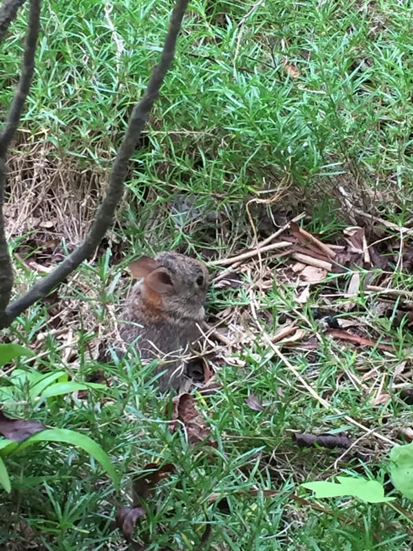 Bunnies and Tucker's birthday