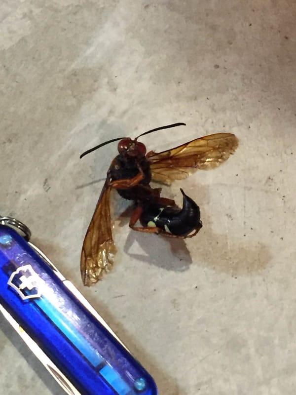 Wasp, Wig, and Pack Meeting