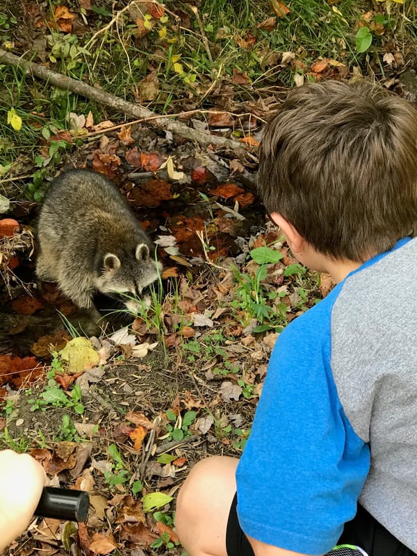Neighborhood Wildlife