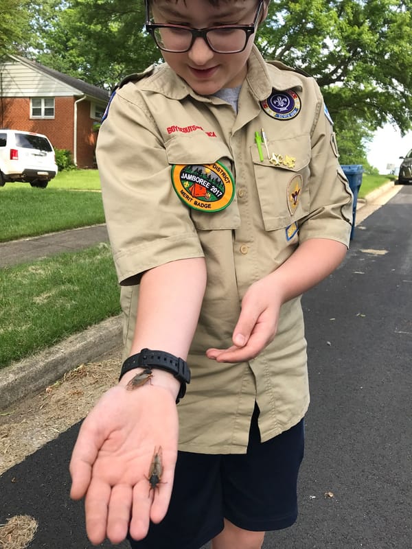 Holding Cicadas