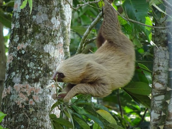 Neighborhood Animals in La Fortuna