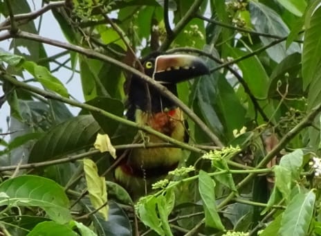 Collared Aracari and other animals in our yard
