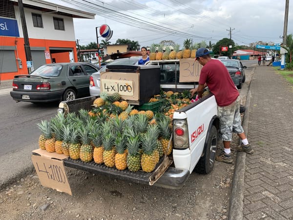 Locally Grown Pineapples in La Fortuna