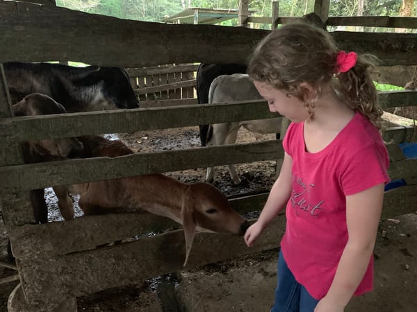 Milking Cows in our Back Yard