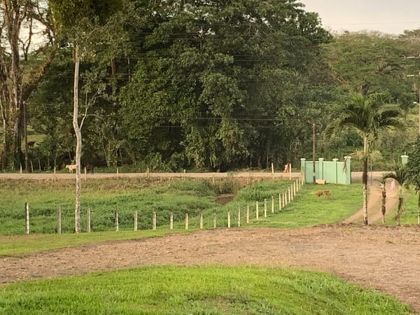 Rounding up the Calves