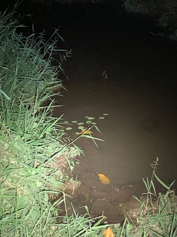 Crocodiles in our Yard