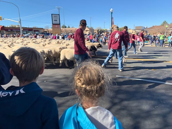 Sheep Parade - Cedar City Livestock and Heritage Festival