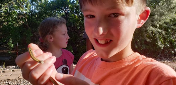 Finding a garter snake