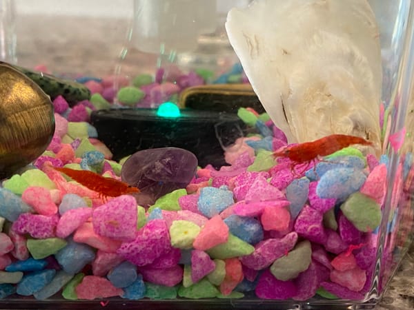 New Pets: Cherry Shrimp